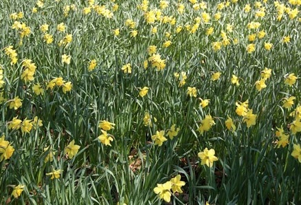 daffodils